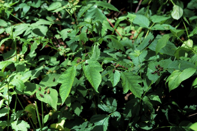 Poison Ivy Removal in West Chester, PA
