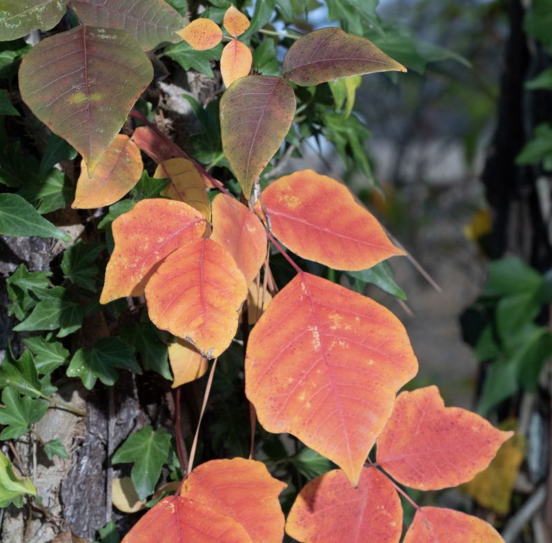 Poison Oak Removal in Harford County, MD