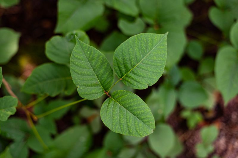 Poison Oak Removal in Allentown, PA